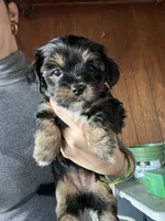 Yorkshire terrier , a female Yorkshire Terrier for sale in Vassar, MI – 1 of 1