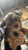 Yorkshire, a male Yorkshire Terrier for sale in Vassar, MI – Photo 2 of 5