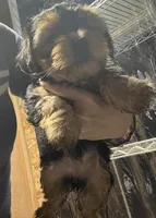 Yorkshire, a male Yorkshire Terrier for sale in Vassar, MI – Photo 4 of 5