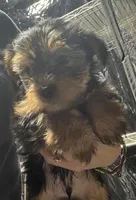 Yorkshire, a male Yorkshire Terrier for sale in Vassar, MI – Photo 3 of 5