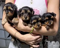 Yorkshire, a male Yorkshire Terrier for sale in Vassar, MI – Photo 1 of 5