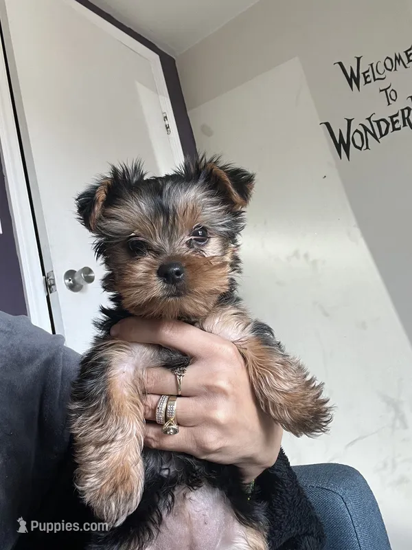 Yorkshire terrier  – Yorkshire Terrier puppy for sale in Vassar, MI
