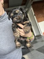 Yorkshire terrier , a female Yorkshire Terrier for sale in Vassar, MI – 5 of 5