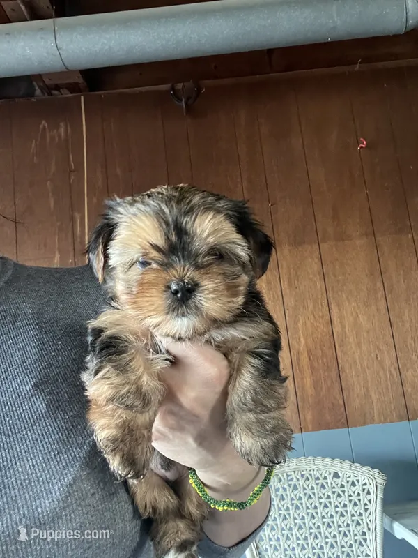 Yorkshire terrier – Yorkshire Terrier puppy for sale in Vassar, MI