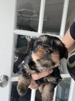 Yorkshire terrier , a female Yorkshire Terrier for sale in Vassar, MI – 4 of 4