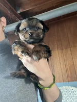 Yorkshire terrier , a female Yorkshire Terrier for sale in Vassar, MI – 1 of 5