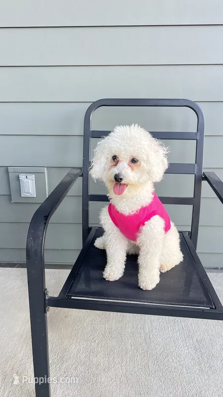 Ellie Rose – Maltipoo puppy for sale in Augusta, GA