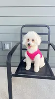 Ellie Rose, a female Maltipoo for sale in Augusta, GA – 1 of 4