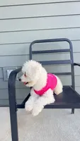 Ellie Rose, a female Maltipoo for sale in Augusta, GA – 3 of 4