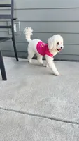 Ellie Rose, a female Maltipoo for sale in Augusta, GA – 4 of 4