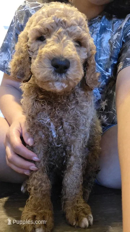 Choko – Goldendoodle puppy for sale in Jurupa Valley, CA