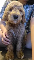 Choko, a male Goldendoodle for sale in Jurupa Valley, CA – 1 of 2