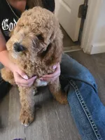Chubby, a male Goldendoodle for sale in Jurupa Valley, CA – 3 of 3