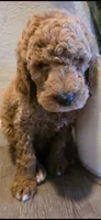 Luna, a female Goldendoodle for sale in Jurupa Valley, CA – 1 of 2