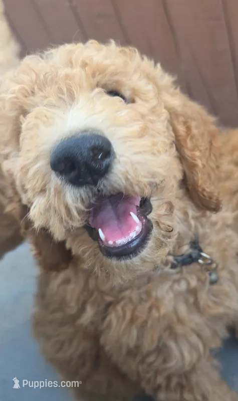 Luna – Goldendoodle puppy for sale in Jurupa Valley, CA