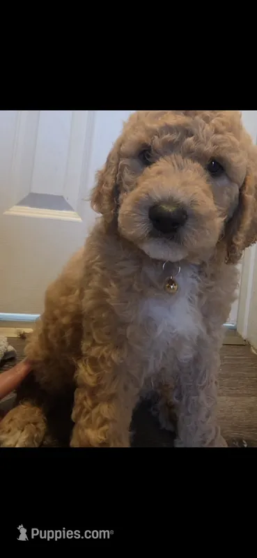 Nina – Goldendoodle puppy for sale in Jurupa Valley, CA