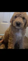 Nina, a female Goldendoodle for sale in Jurupa Valley, CA – 1 of 2