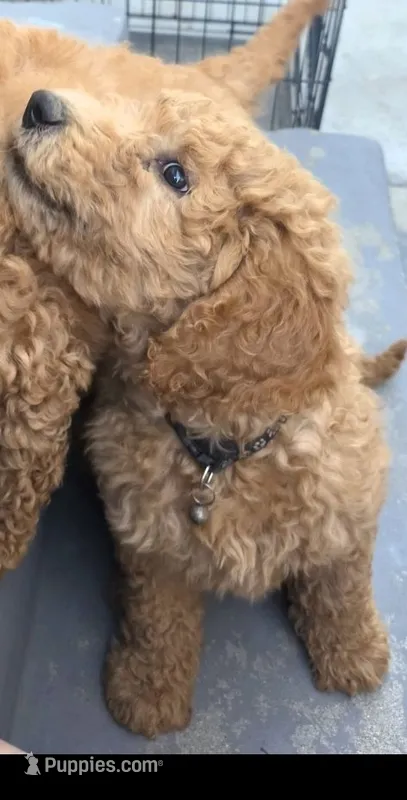 Nina – Goldendoodle puppy for sale in Jurupa Valley, CA
