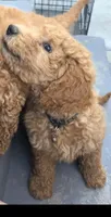 Nina, a female Goldendoodle for sale in Jurupa Valley, CA – 1 of 4