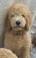 Luna, a female Goldendoodle for sale in Jurupa Valley, CA – 2 of 2