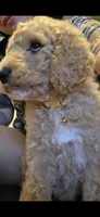 Bella, a female Goldendoodle for sale in Jurupa Valley, CA – 2 of 2