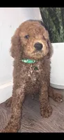 Choko, a male Goldendoodle for sale in Jurupa Valley, CA – 2 of 2