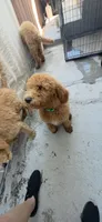 Choko, a male Goldendoodle for sale in Jurupa Valley, CA – 4 of 4