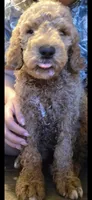 Lavender, a female Goldendoodle for sale in Jurupa Valley, CA – 2 of 2