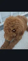 Choko, a male Goldendoodle for sale in Jurupa Valley, CA – 3 of 4