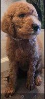 Luna, a female Goldendoodle for sale in Jurupa Valley, CA – 2 of 2
