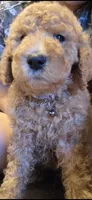 Nina, a female Goldendoodle for sale in Jurupa Valley, CA – 2 of 2