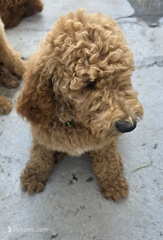 Luna – Goldendoodle puppy for sale in Jurupa Valley, CA
