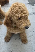 Luna, a female Goldendoodle for sale in Jurupa Valley, CA – 1 of 2