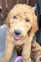 Chubby, a male Goldendoodle for sale in Jurupa Valley, CA – 2 of 3