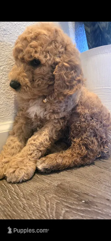 Lavender – Goldendoodle puppy for sale in Jurupa Valley, CA