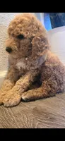 Lavender, a female Goldendoodle for sale in Jurupa Valley, CA – 1 of 2