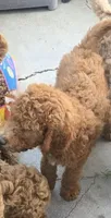 Choko, a male Goldendoodle for sale in Jurupa Valley, CA – 2 of 4
