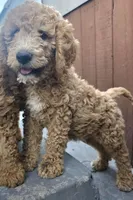 Nina, a female Goldendoodle for sale in Jurupa Valley, CA – 2 of 4