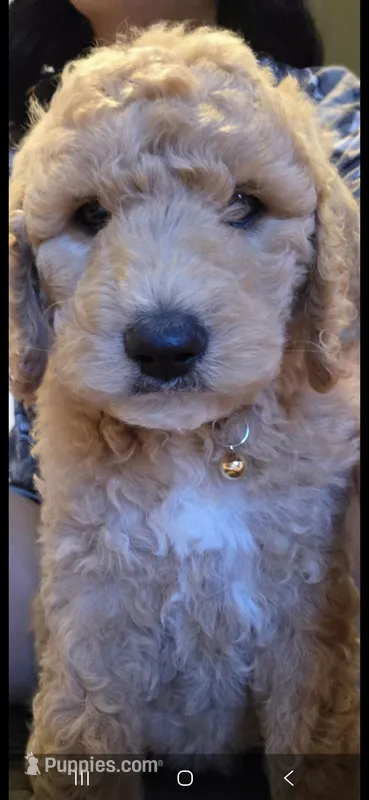 Bella – Goldendoodle puppy for sale in Jurupa Valley, CA