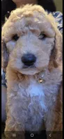 Bella, a female Goldendoodle for sale in Jurupa Valley, CA – 1 of 2