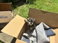 Stella, a female Miniature Schnauzer for sale in Bedford, IN – 2 of 3
