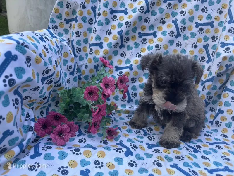 Natalie – Miniature Schnauzer puppy for sale in Bedford, IN