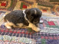 Lucy, a male Shih Tzu for sale in Bedford, IN – 2 of 2