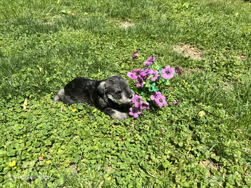 Lucy – Miniature Schnauzer puppy for sale in Bedford, IN