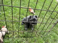 Luna, a female Miniature Schnauzer for sale in Bedford, IN – 2 of 3