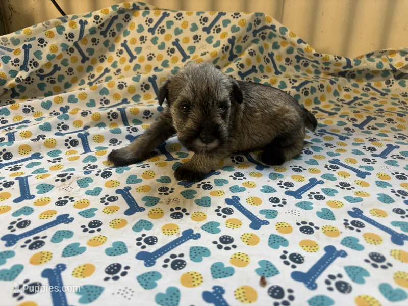 Frankie – Miniature Schnauzer puppy for sale in Bedford, IN