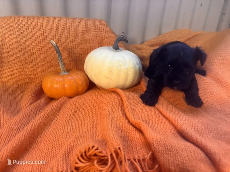 Marty – Miniature Schnauzer puppy for sale in Bedford, IN