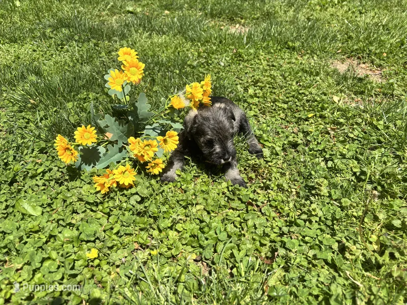 Luna – Miniature Schnauzer puppy for sale in Bedford, IN