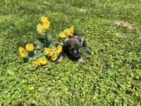 Luna, a female Miniature Schnauzer for sale in Bedford, IN – 1 of 1