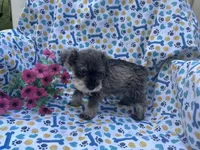 Natalie, a female Miniature Schnauzer for sale in Bedford, IN – 2 of 2